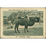 Chameau d'Asie