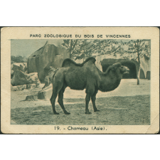 Chameau d'Asie