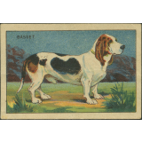 Basset