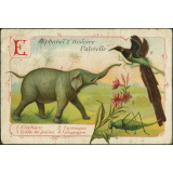 E comme éléphant, épimague, épilobe des graviers, ehippigère