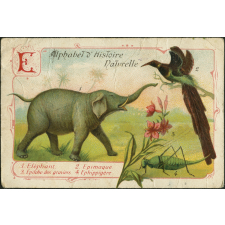 E comme éléphant, épimague, épilobe des graviers, ehippigère