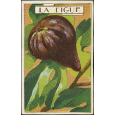 La figue