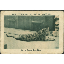 Petite panthère