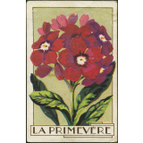 La primevère