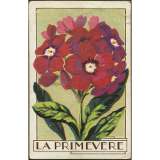 La primevère