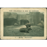 Buffles de Roumanie