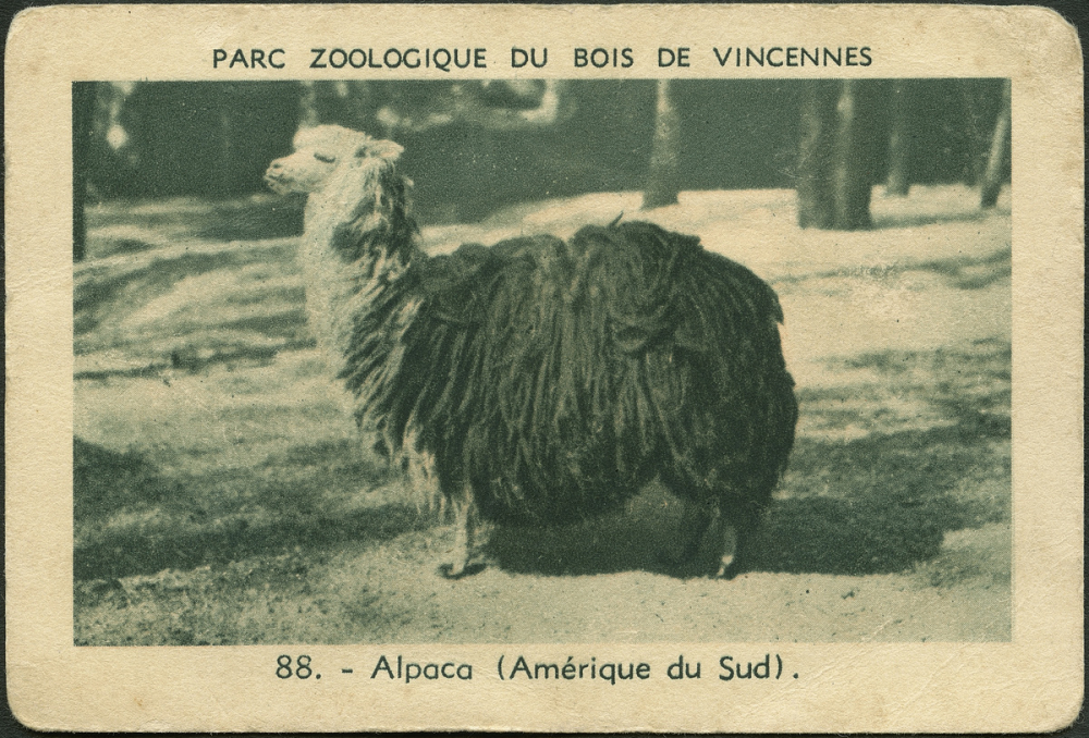 Alpaca