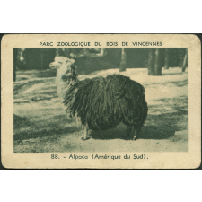 Alpaca
