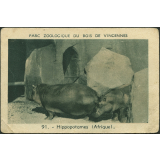 Hippopotames