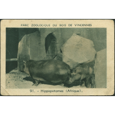 Hippopotames