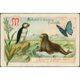 M comme macareux, morpho adonis, morse, maïs