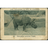 Rhinocéros