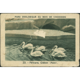Pélicans d'Asie