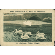 Pélicans d'Asie
