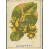 Noisettes