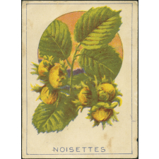 Noisettes