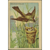 Rousserolle