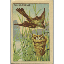 Rousserolle