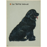Le terre-neuve