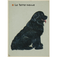 Le terre-neuve