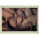 Le porc