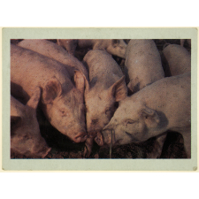Le porc