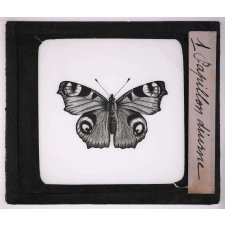 Les Insectes et les arachnides. Papillon diurne.