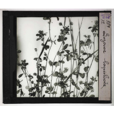 Les Plantes saprophytes, mutualistes et parasites. Luzerne lupuline.