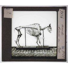 Ère quaternaire, ustensiles, nature, fossiles. Aurochs. Muséum de Paris.