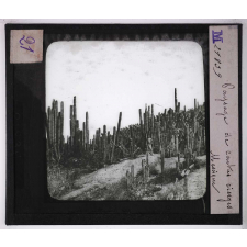 Culture des plantes. Paysage de cactus cierges. Mexique.
