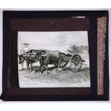 Art Militaire. Pièce de canon de l'artillerie française traînée par des bœufs au Tonkin. 