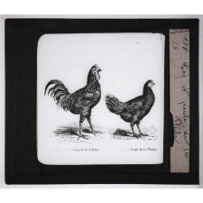 Les Oiseaux utiles. Coq et poule de La Flèche.