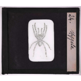 Les Insectes et les arachnides. Mygale.