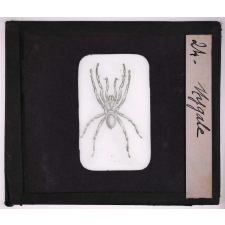 Les Insectes et les arachnides. Mygale.