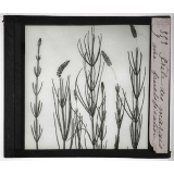 Les Plantes sans fleurs. Prêle des marais, avec fructifications. 