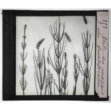 Les Plantes sans fleurs. Prêle des marais, avec fructifications.