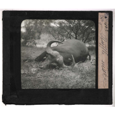 Chasse au grand gibier africain du Mozambique. Buffle mâle.