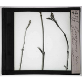 Les Bourgeons. Bourgeons du sureau noir.