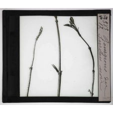 Les Bourgeons. Bourgeons du sureau noir.
