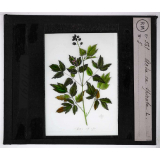 Les Plantes vénéneuses. Actaea spicata.