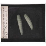 Caractères extérieurs des insectes. Larves de mouche.