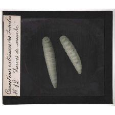 Caractères extérieurs des insectes. Larves de mouche.