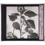 La Vie grimpante chez les plantes. Branche fleurie du lierre.