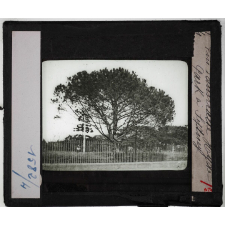 Australie. Série I. Géographie physique et indigènes. Hyde Park à Sydney.