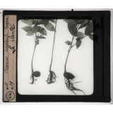 Les Plantes. Racine pivotante de noyer.