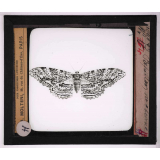 Les Insectes et les arachnides. Papillon nocturne.