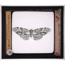 Les Insectes et les arachnides. Papillon nocturne.