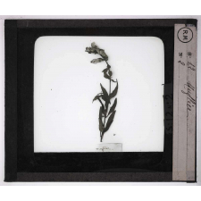 Les Fleurs. Muflier.