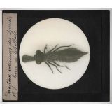 Caractères extérieurs des insectes. Larve de libellule.
