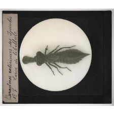 Caractères extérieurs des insectes. Larve de libellule.
